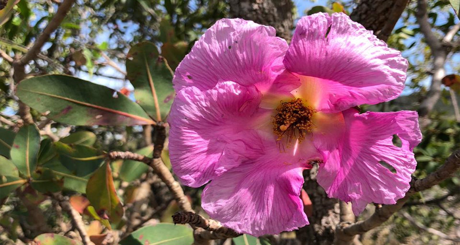 Turismo Ecológico no Cerrado