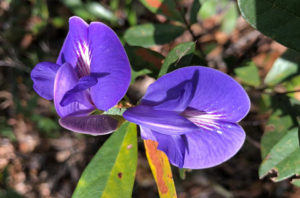 clitoriana 960 635