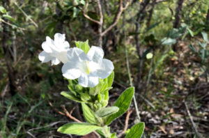 flor branca 960 635