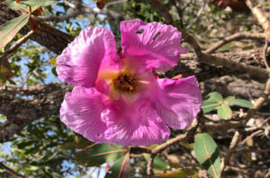 flor rosa 960 635