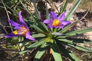 flor violeta 960 635